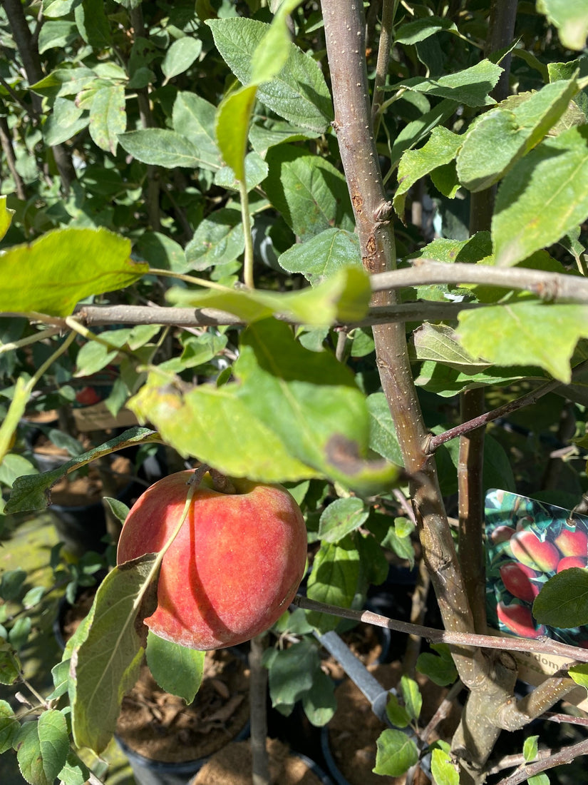 Appelboom Malus domestica 'Elstar'