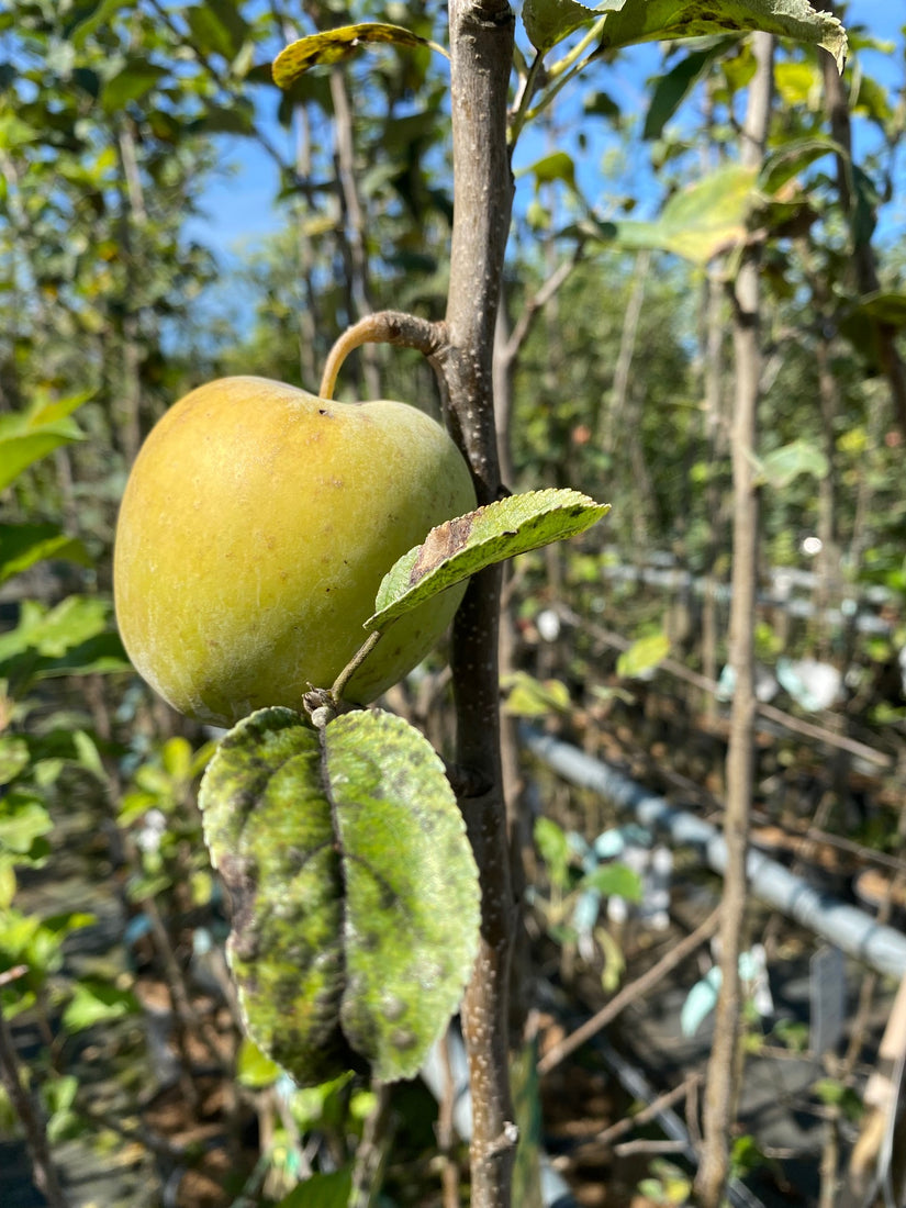 Handappel Malus domestica 'Golden Delicious'