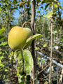 Handappel Malus domestica 'Golden Delicious'