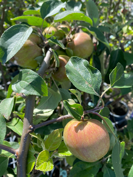 Appelboom - Malus domestica 'Gravensteiner'