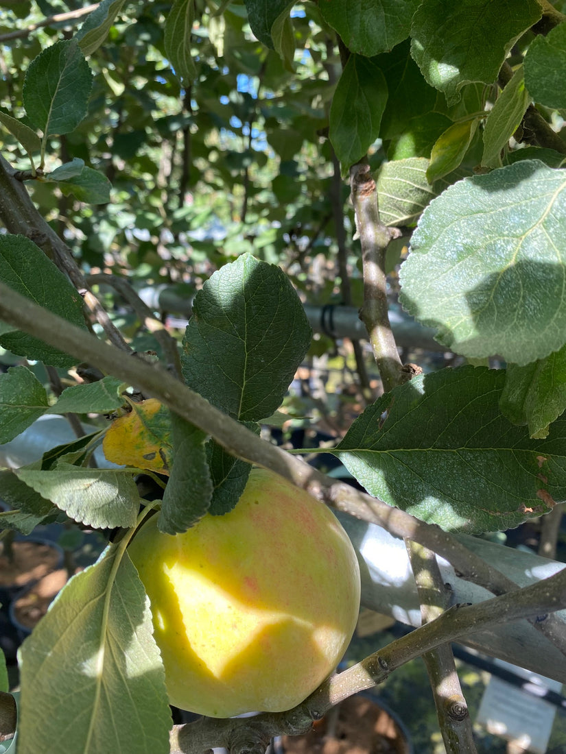 Malus domestica 'James Grieve' lekkere, zoete appels