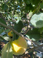 Malus domestica 'James Grieve' lekkere, zoete appels