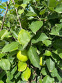 Appelboom - Malus domestica 'James Grieve' - Detail