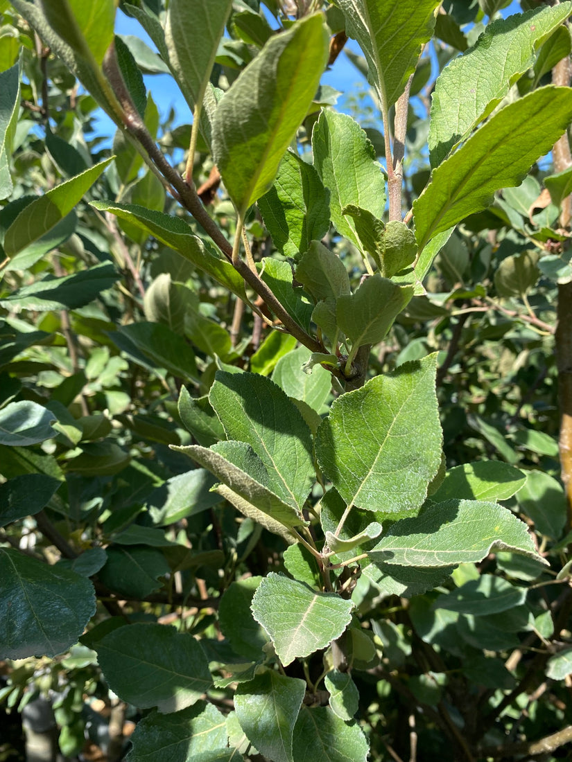 Blad Appelboom - Malus domestica 'James Grieve'