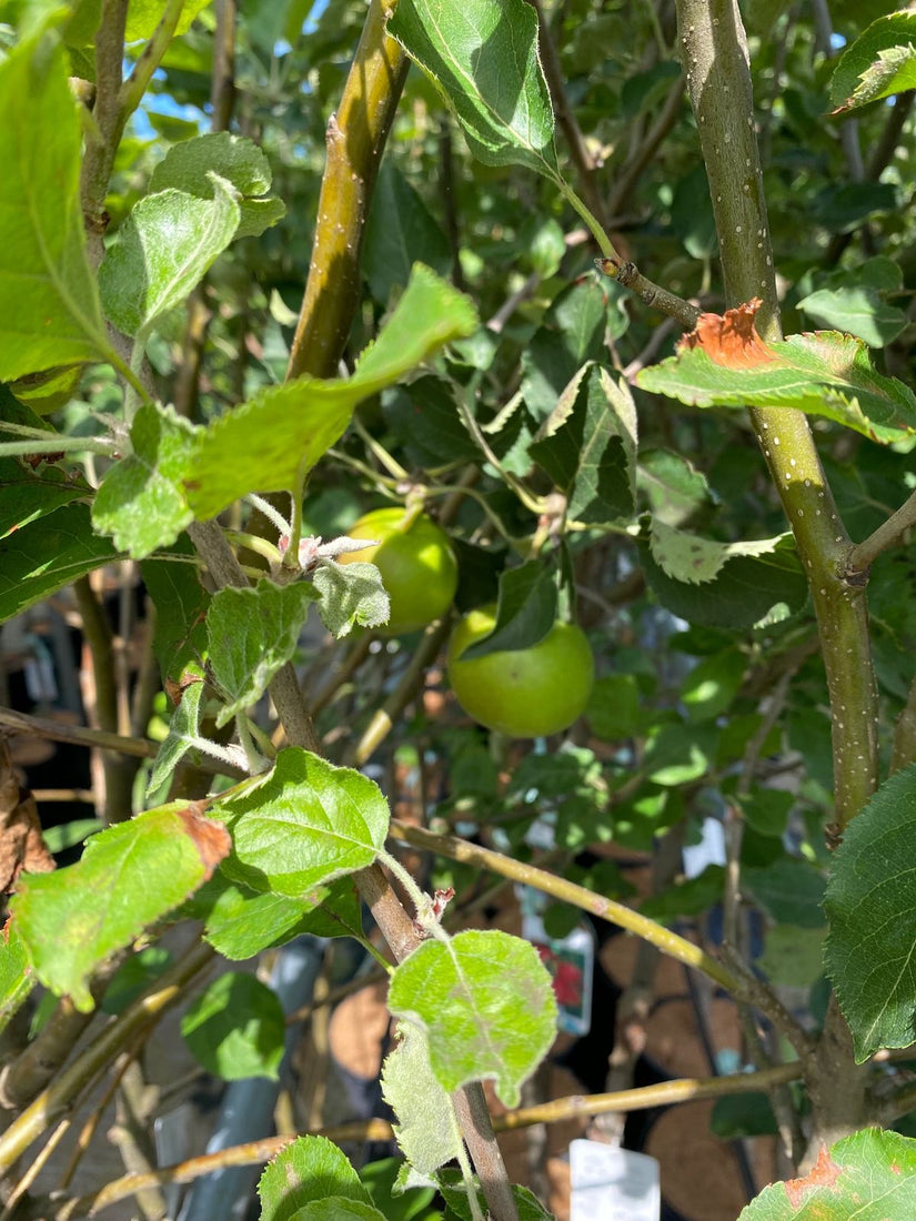 Appelboom - Malus domestica 'Jonagold' Detail