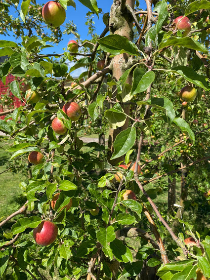 Appelboom - Malus domestica haag