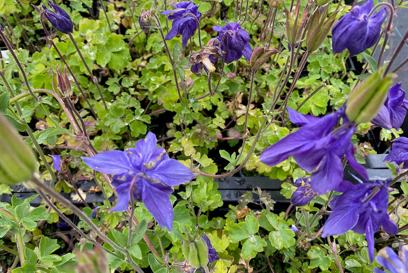 Alpenakelei - Aquilegia alpina