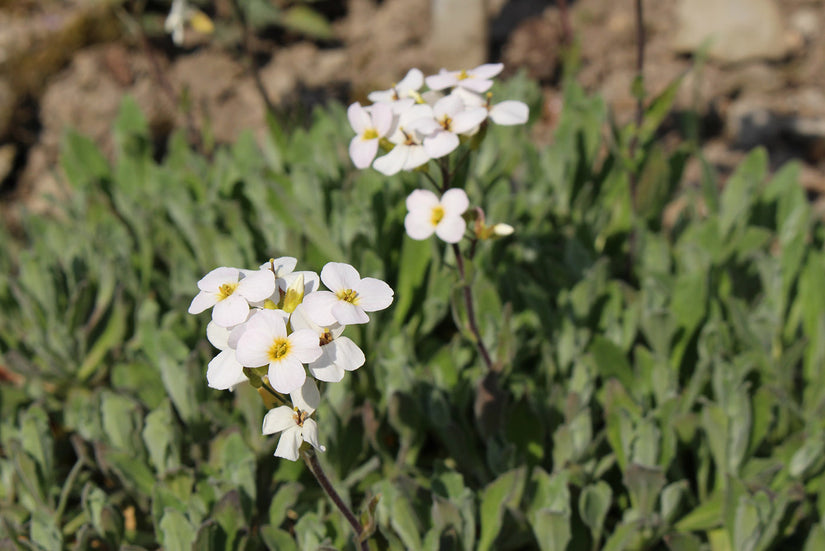 Ruige scheefkelk - Arabis hirsuta subsp. hirsuta