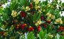 Aardbeiboom - Arbutus unedo