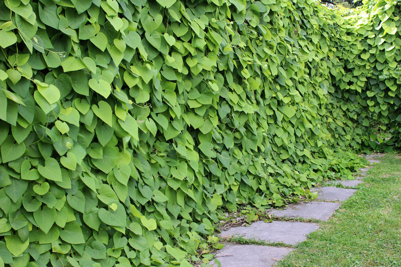 Aristolochia duitse pijp klimplant kopen doet u bij Yarinde.nl. Geleverd met eigen vervoer tot aan uw tuin