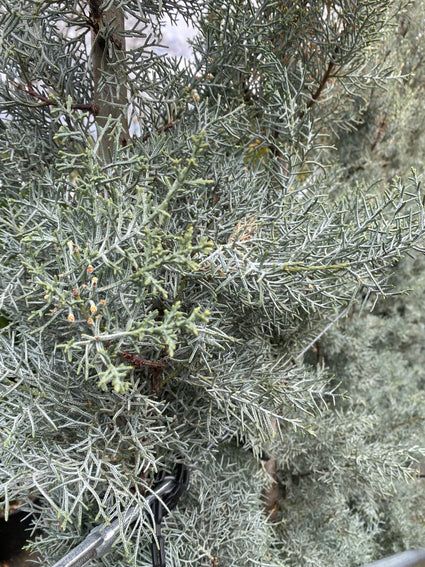 Arizona-cipres-Cupressus-arizonica-Glauca.jpg