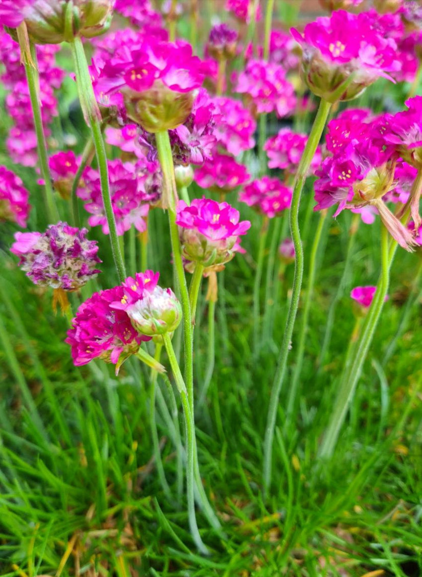 Biologisch Engels gras -  Armeria maritima 'Splendens'