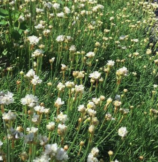 Armeria maritima 'Alba'