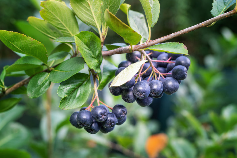 Zwarte appelbes - Aronia melanocarpa eetbare besjes