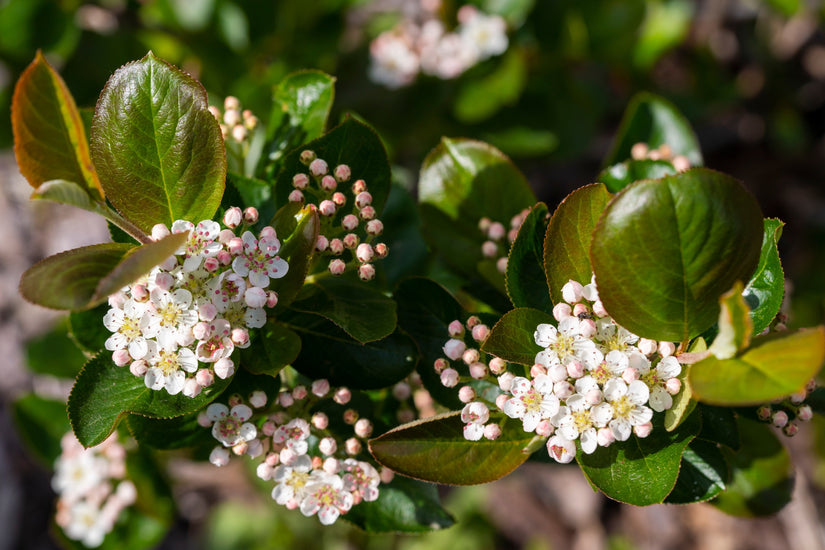 Aronia-melanocarpa-bloesem