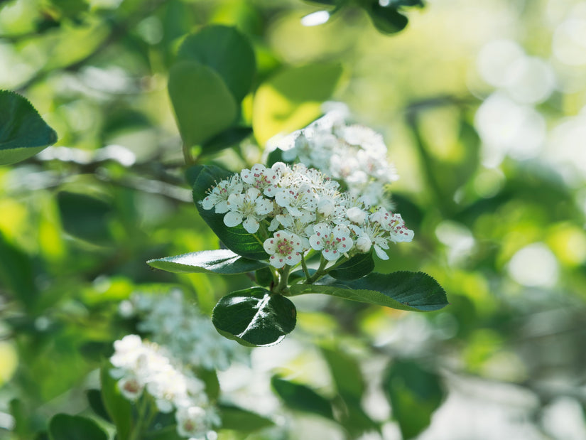 Bloesem Appelbes - Aronia prunifolia 'Viking'