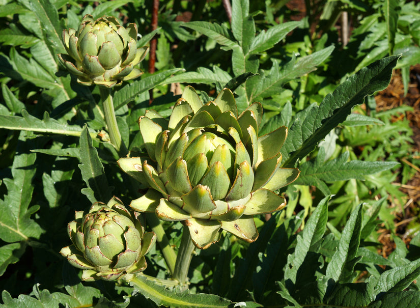 Artisjok Cynara scolymus - eetbaar voordat de bloemknop open gaat