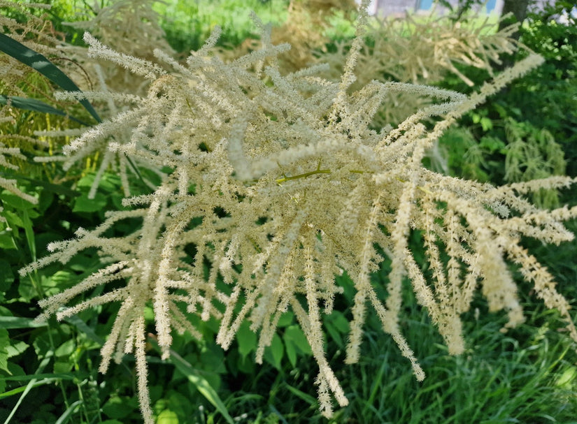 Aruncus doi. 'De Bilt'.jpg