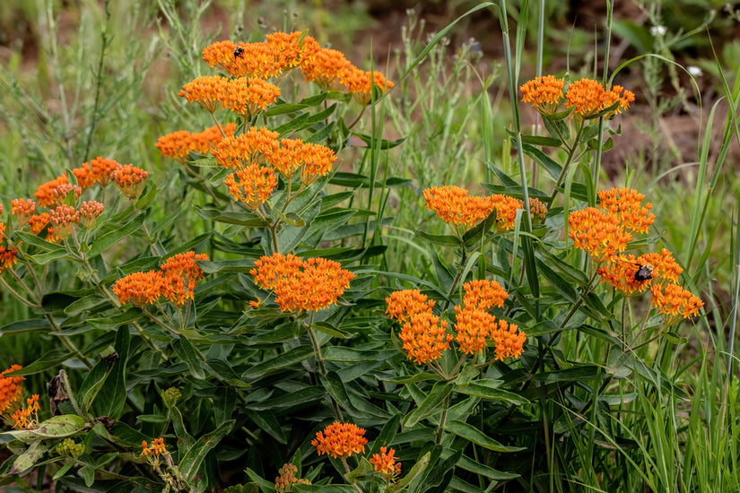 Asclepias knolzijdeplant 