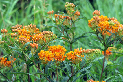 Knolzijdeplant - Asclepias tuberosa 'Gay Butterflies'