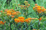 Knolzijdeplant - Asclepias tuberosa 'Gay Butterflies'