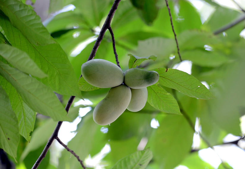 Prairiebanaan of Paw paw - Asimina triloba 