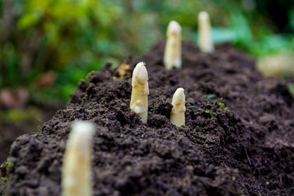 Asperge - Asparagus officinalis(wit)