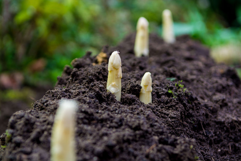 Asperge - Asparagus officinalis(wit)