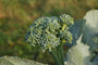 Aspergebroccoli - Brassica oleracea italica