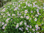 Aster Ageratoides in bloei