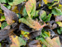 Aster Divaricatus in de herfst