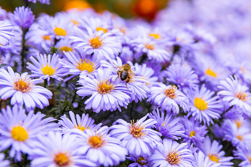 Herfstaster - Aster 'Lady in Blue'