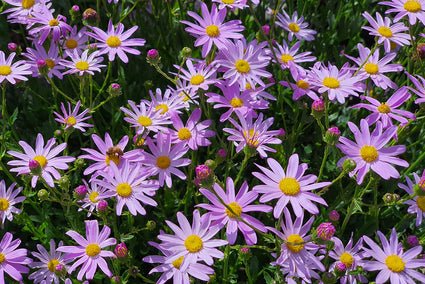 Bergaster - Aster amellus 'King George'