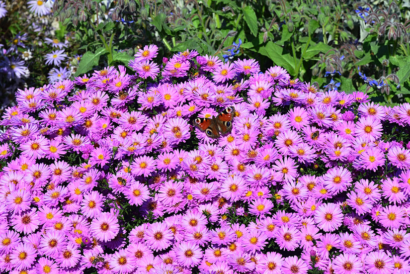 Herfstaster - Aster dumosus 'Tonga'