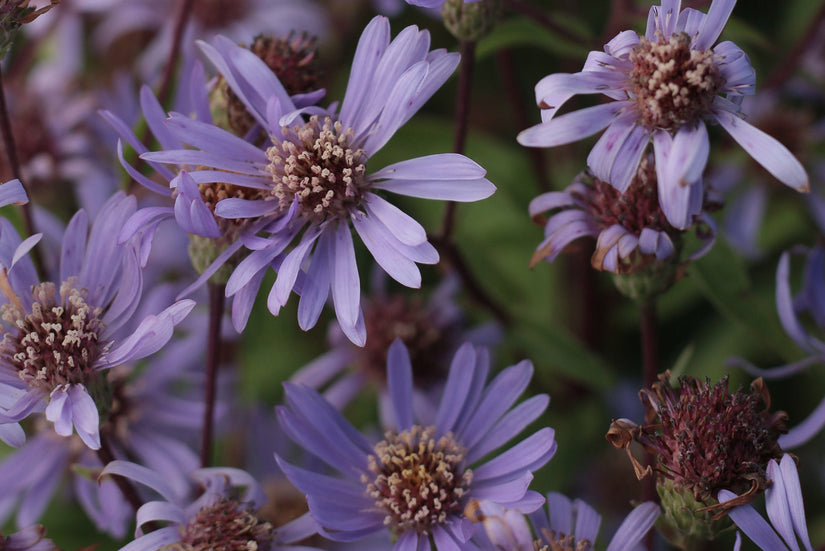 Aster radula