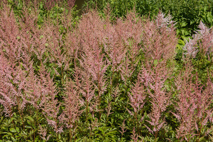 Pluimspirea - Astilbe 'Erika' (Spirea)