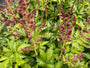 Pluimspirea - Astilbe 'Mainz' in de knop