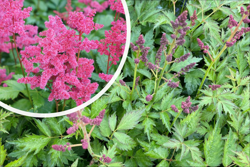 Pluimspirea - Astilbe 'Mainz' (Spirea)