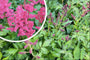 Pluimspirea - Astilbe 'Mainz' (Spirea)