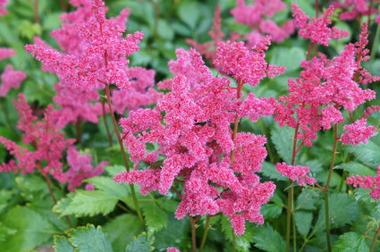 Pluimspirea - Astilbe 'Mainz' in bloei