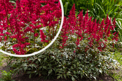 Spierstruik - Astilbe 'Red Sentinel'