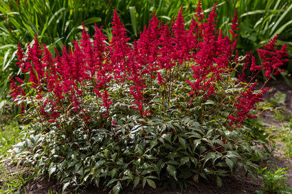 Spierstruik of Spirea