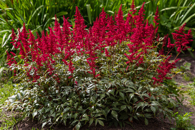 Spierstruik of Spirea