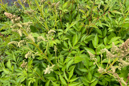 Spierstruik - Astilbe 'Weisse Gloria' in de knop