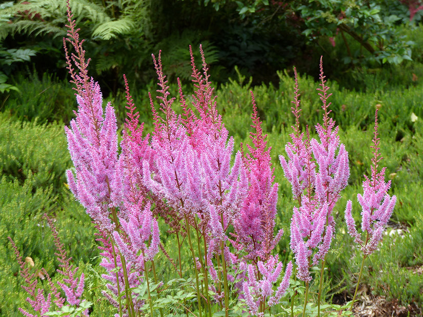 Pluimspirea - Astilbe chinensis