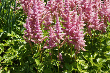 Pluimspirea - Astilbe chinensis 'Visions in Pink'