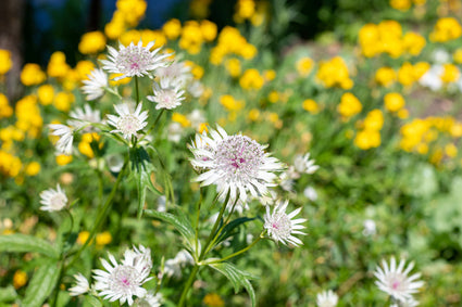 Zeeuws knoopje - Astrantia major 'Diamonds White'