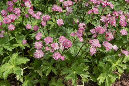 Zeeuws knoopje - Astrantia major 'Pink Pride'