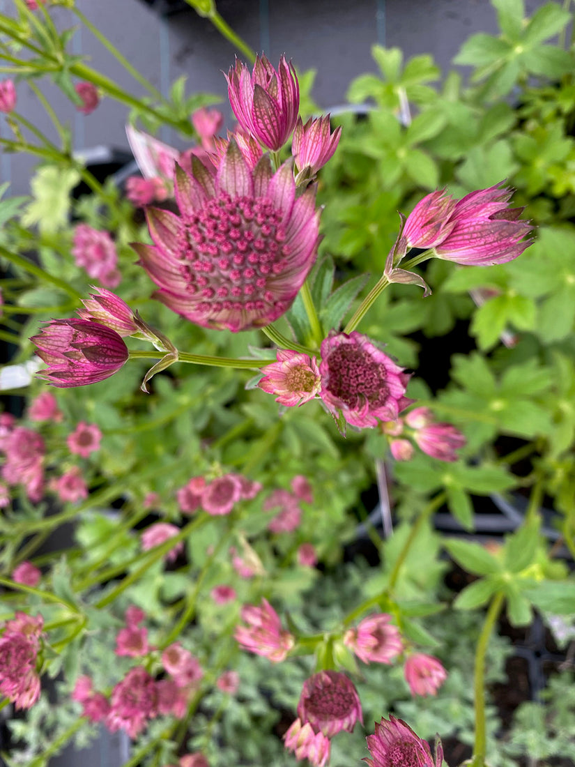 Bloei Zeeuws knoopje - Astrantia major 'Roma'