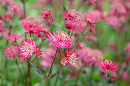 Zeeuws knoopje - Astrantia major 'Ruby Star'